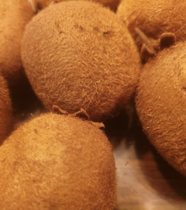 Sur quel arbre faire grimper un kiwi ?