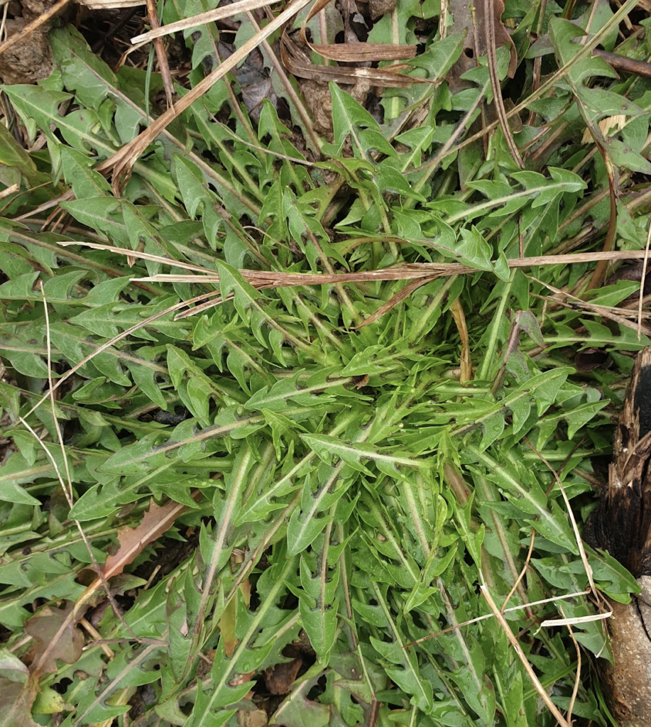 taraxacum-erythrospermum-pissenlit-a-feuilles-liss