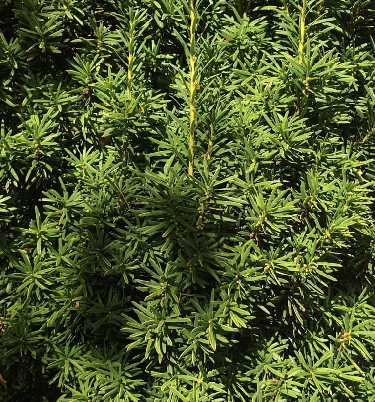 taxus-cuspidatathayerae