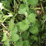 Top 10 des vivaces pour un carré de vivaces au potager