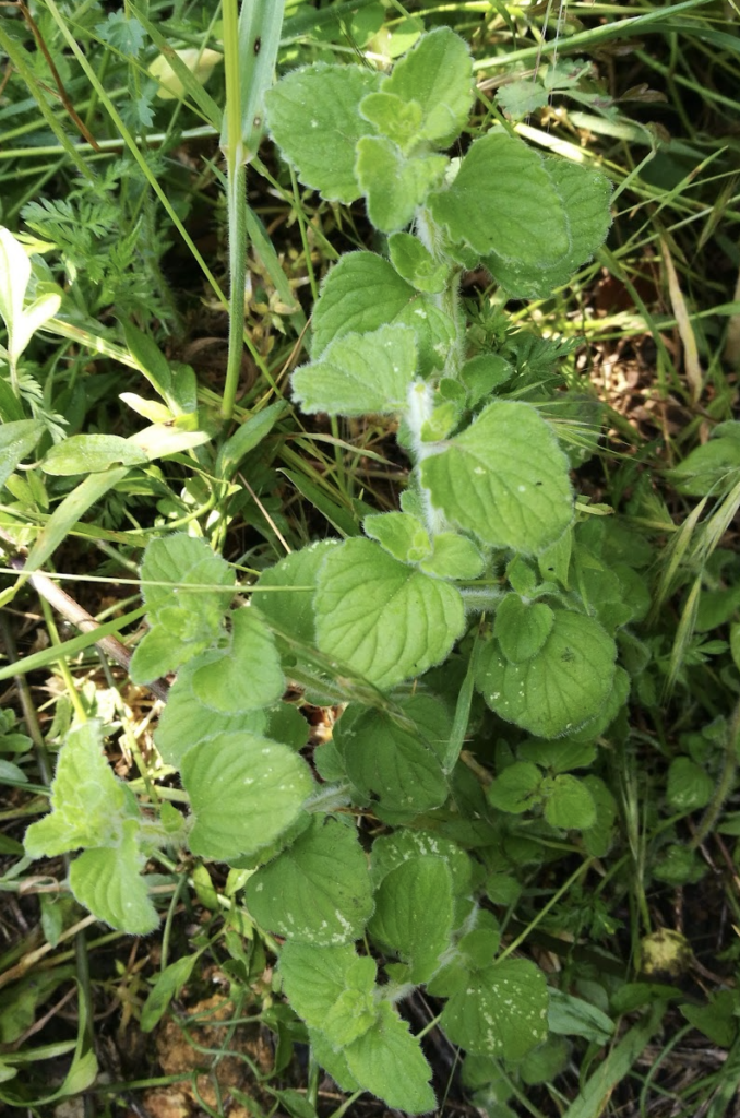 top-10-des-vivaces-pour-un-carre-de-vivaces-au-pot