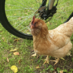 Trois poules dans un grand parc fermé de 5000m2 herbeux et arboré avec de l’eau en hiver peuvent-elle survivre 1 semaine sans apport de nourriture (grains) ?