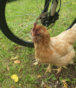 Trois poules dans un grand parc fermé de 5000m2 herbeux et arboré avec de l’eau en hiver peuvent-elle survivre 1 semaine sans apport de nourriture (grains) ?