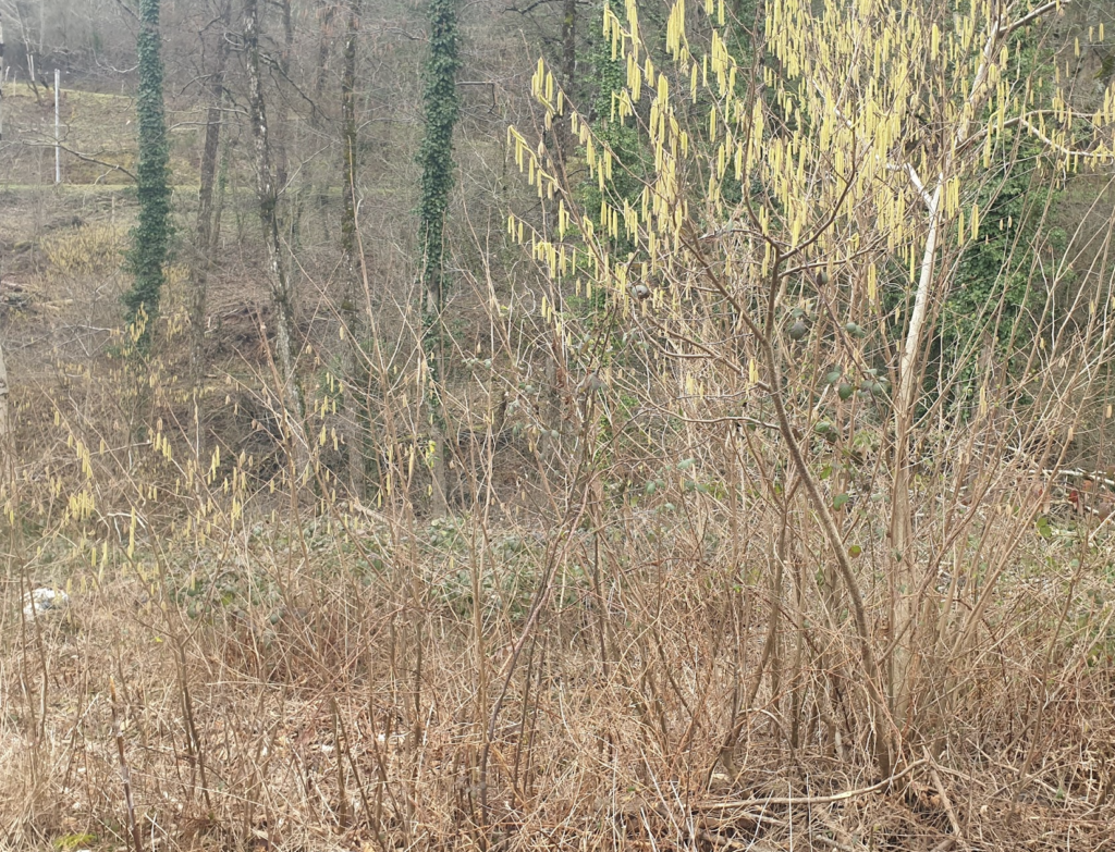 un-noisetier-a-des-rejets-qui-forment-une-haie-que