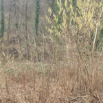 Un noisetier a des rejets qui forment une haie, quel intérêt à couper les rejets ?