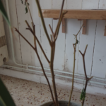 Une taille sévère peut-elle tuer un pied de piment ?