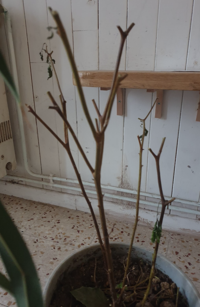 une-taille-severe-peut-elle-tuer-un-pied-de-piment