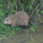 Rat musqué, Ondatra zibethicus