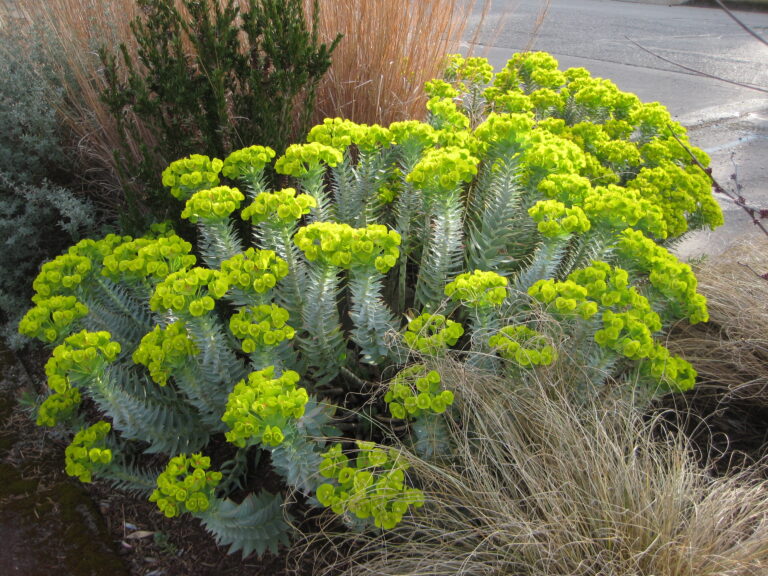 Euphorbia rigida