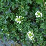 Nasturtium officinale, cresson de fontaine