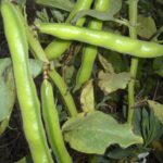 Fève, Vicia Faba, Féverole