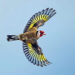Chardonneret élégant, Carduelis carduelis
