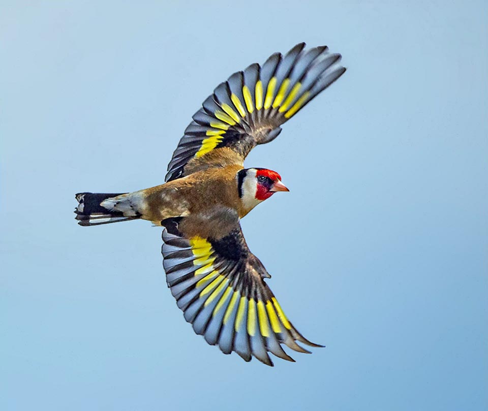 Chardonneret élégant, Carduelis carduelis