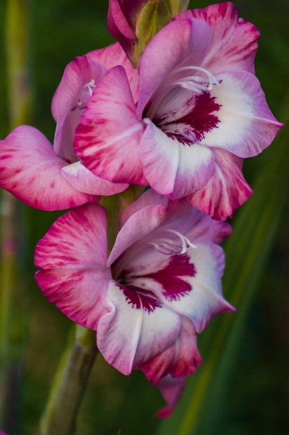 Glaieul, Gladiolus hybridus