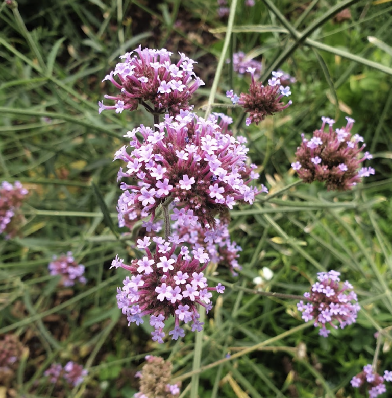 verveine-de-buenos-aires-verbena-bonariensis