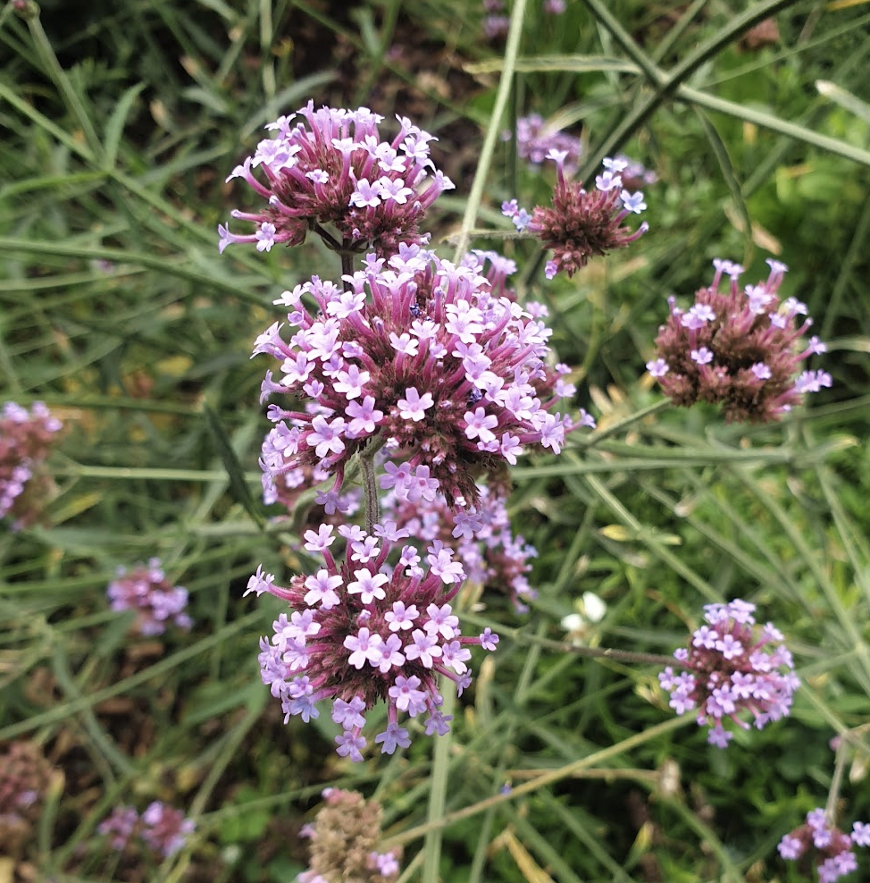 verveine-de-buenos-aires-verbena-bonariensis