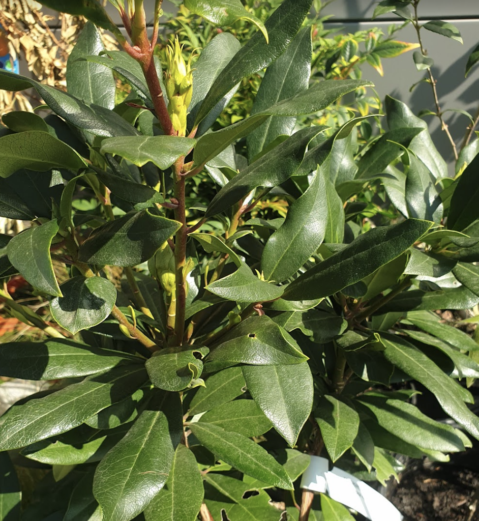 areekulus-rhododendronis