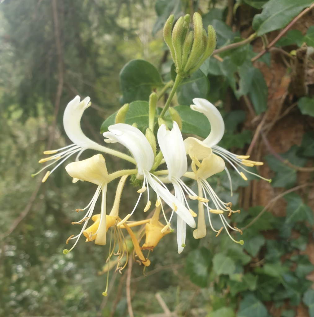 chevrefeuille-des-bois-lonicera-periclymenum-l