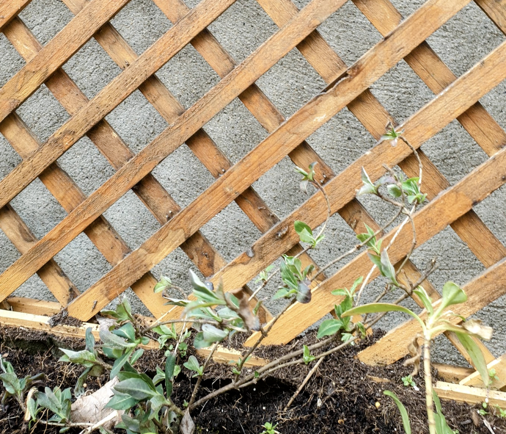 comment-bien-palisser-un-chevrefeuille-des-bois