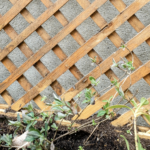 Comment bien palisser un Chèvrefeuille des bois ?