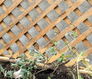 Comment bien palisser un Chèvrefeuille des bois ?