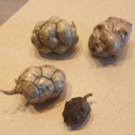 Comment cultiver un cyprès à partir d’une graine ?