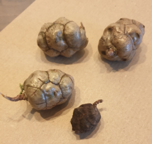 Comment cultiver un cyprès à partir d’une graine ?