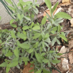 Comment multiplier de la sauge ?