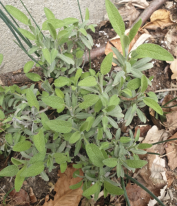 Comment multiplier de la sauge ?