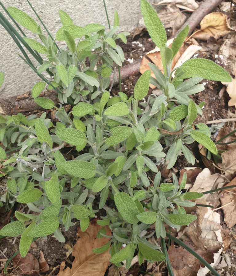 comment-multiplier-de-la-sauge