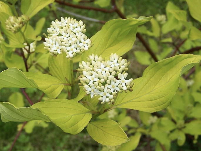 cornouiller-blanc-et-les-insectes