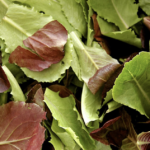 Couper jeune ou récolte en “baby leaf” ça veut dire quoi ?