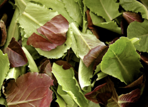 Couper jeune ou récolte en “baby leaf” ça veut dire quoi ?