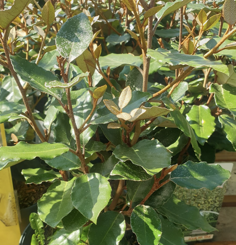 elaeagnus-macrophylla