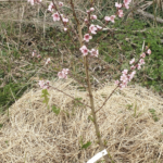 Faut-il arroser les jeunes fruitiers au début du printemps ?