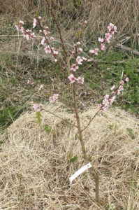 Faut-il arroser les jeunes fruitiers au début du printemps ?