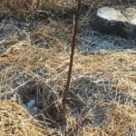 Faut-il nourrir les fruitiers au sortir de l’hiver ?