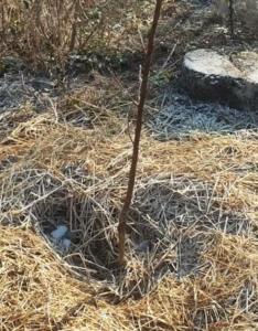 Faut-il nourrir les fruitiers au sortir de l’hiver ?