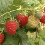 Framboisier Malling Promise