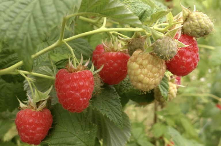 framboisier-malling-promise