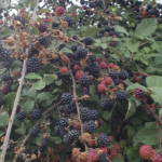 Framboisiers versus ronces qui gagne ?