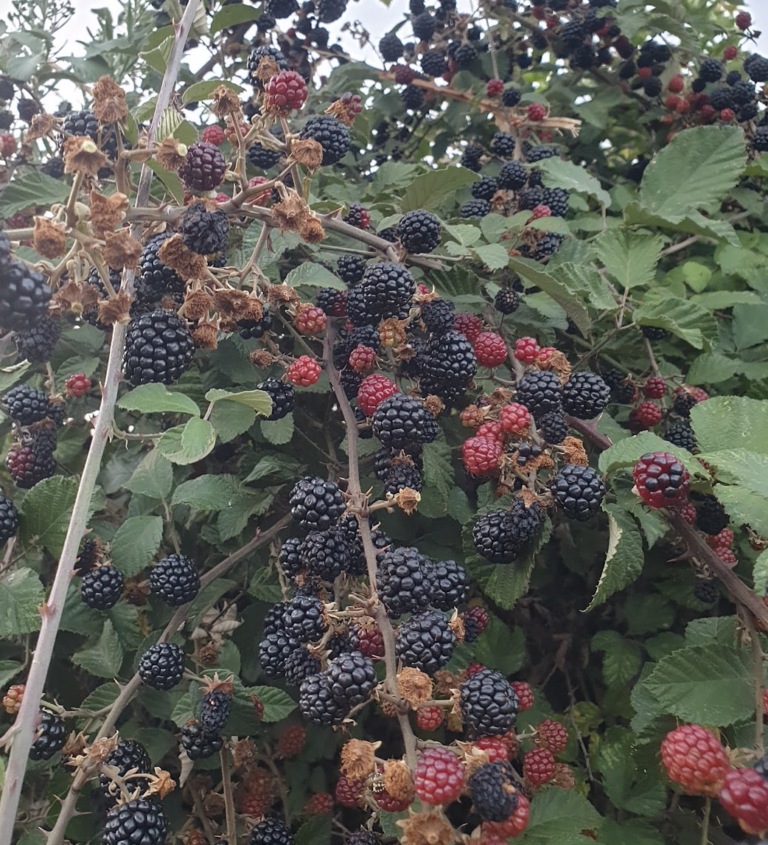 framboisiers-versus-ronces-qui-gagne