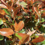 Fraser’s photinia