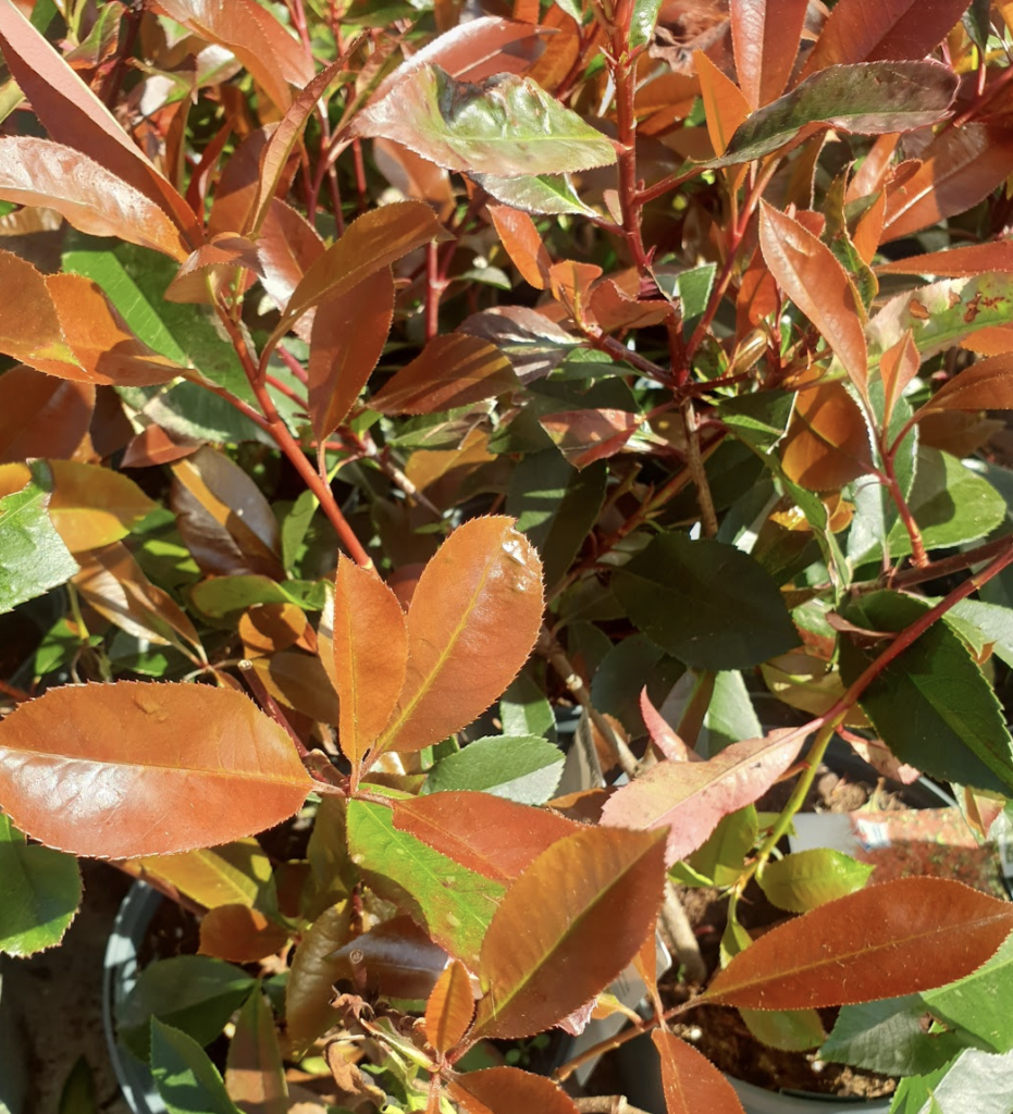 fraser-8217-s-photinia