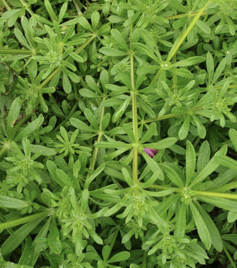 galium-verrucosum