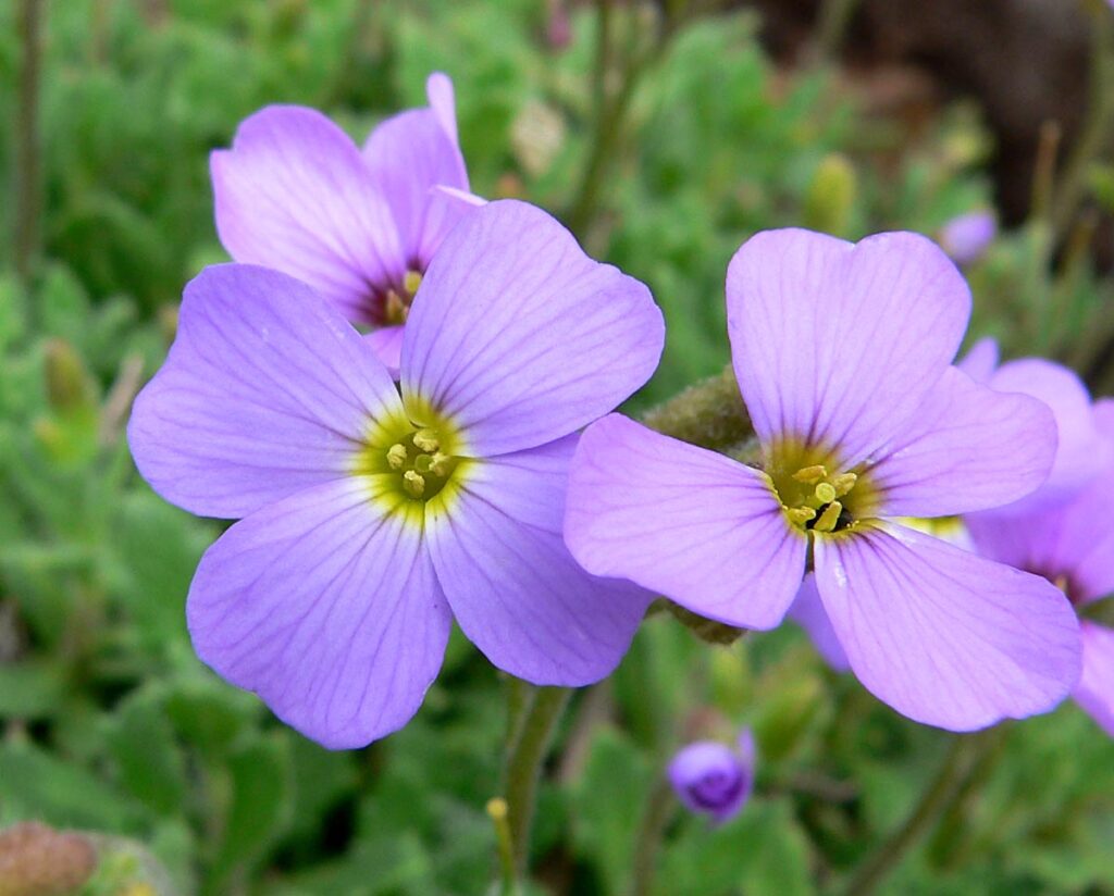 Aubrieta deltoidea (Aubrieta deltoidea)