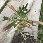 Giroflée des murailles