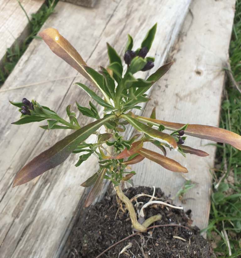 giroflee-des-murailles