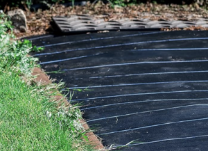 Je choisis à contrecoeur de la toile de paillage tissée pour mon carré de fraisiers à cause des ronces et du lierre (1/2)