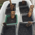 Je pars 3 jours en déplacement, mes semis viennent de lever